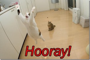 cat-saying-hooray_thumb