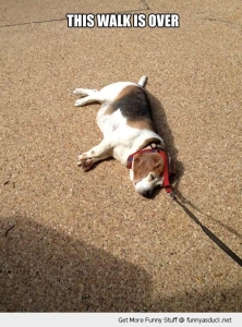 funny-lying-down-dog-leash-lead-walk-over-pics