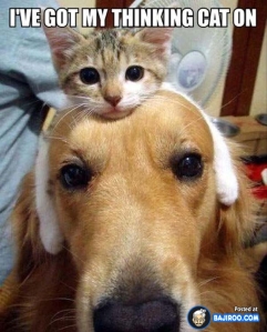 funny_fun_humour_pics_images_cat_sitting_dogs_head_photos_pictures_9